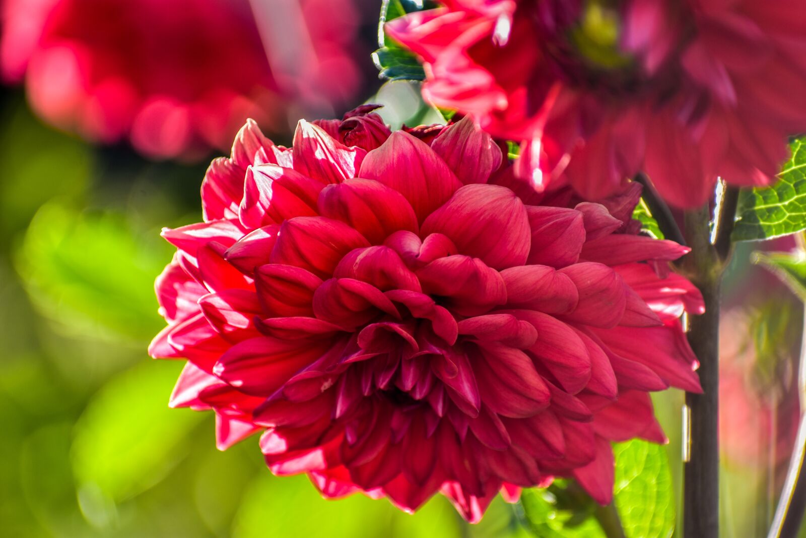 Nikon D3400 sample photo. Flower, romance, nature photography