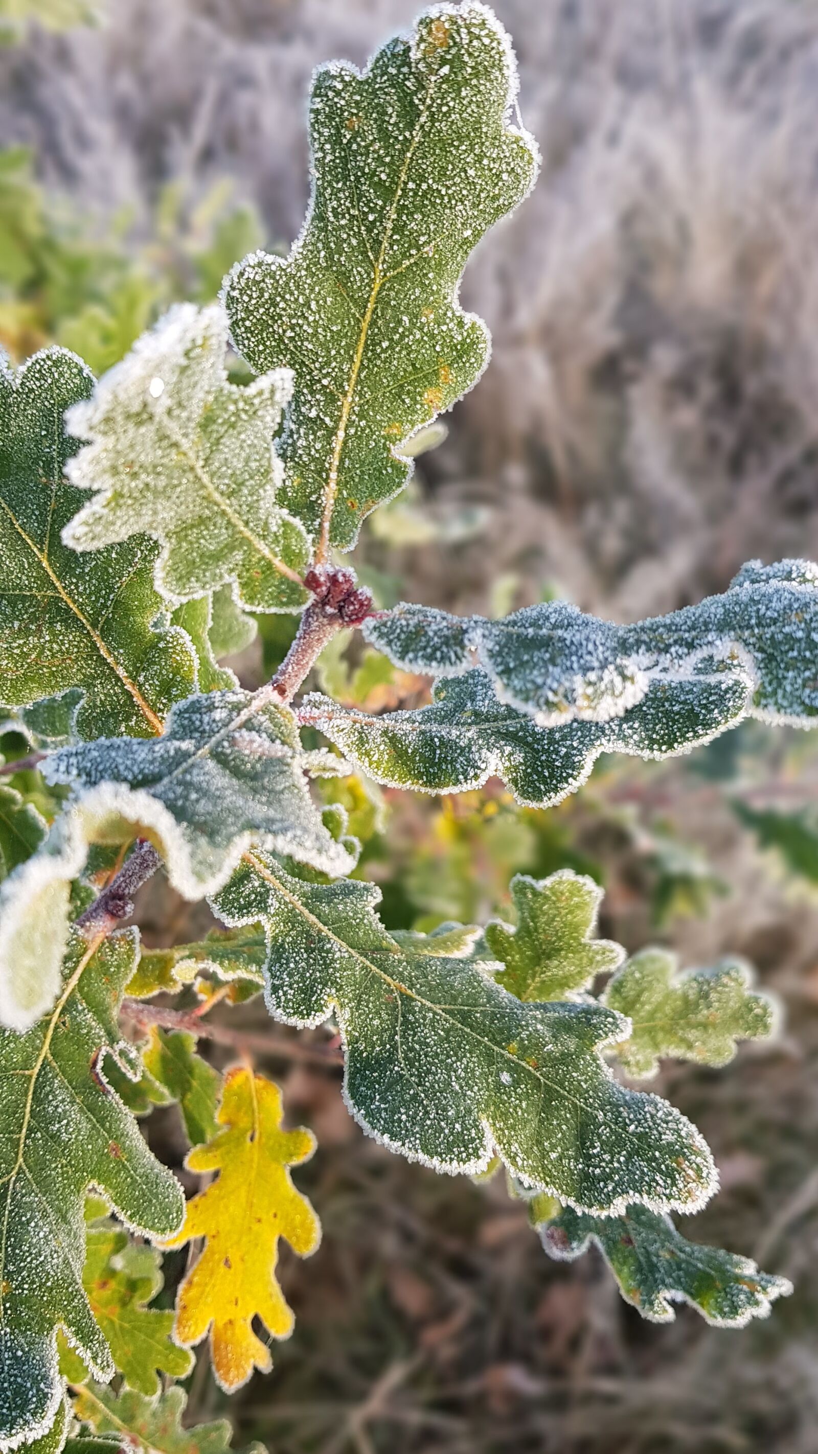 Samsung Galaxy S8 sample photo. Frost, cold, frozen photography