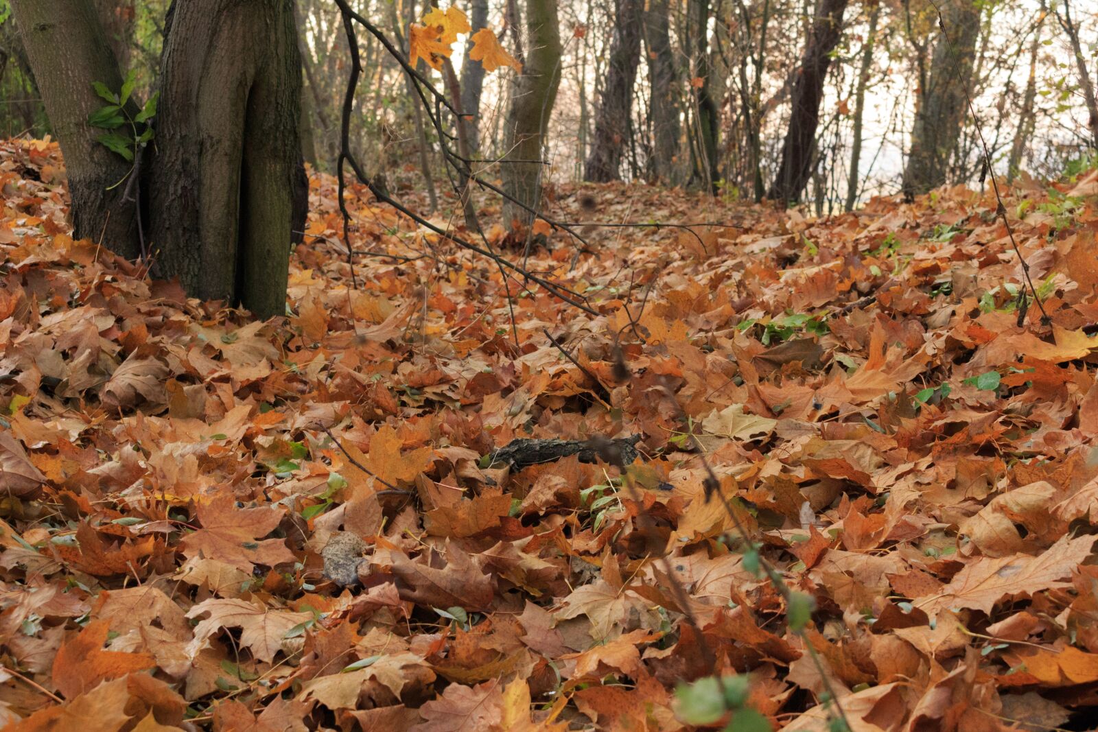 Canon EOS 100D (EOS Rebel SL1 / EOS Kiss X7) sample photo. Autumn, foliage, colorful photography