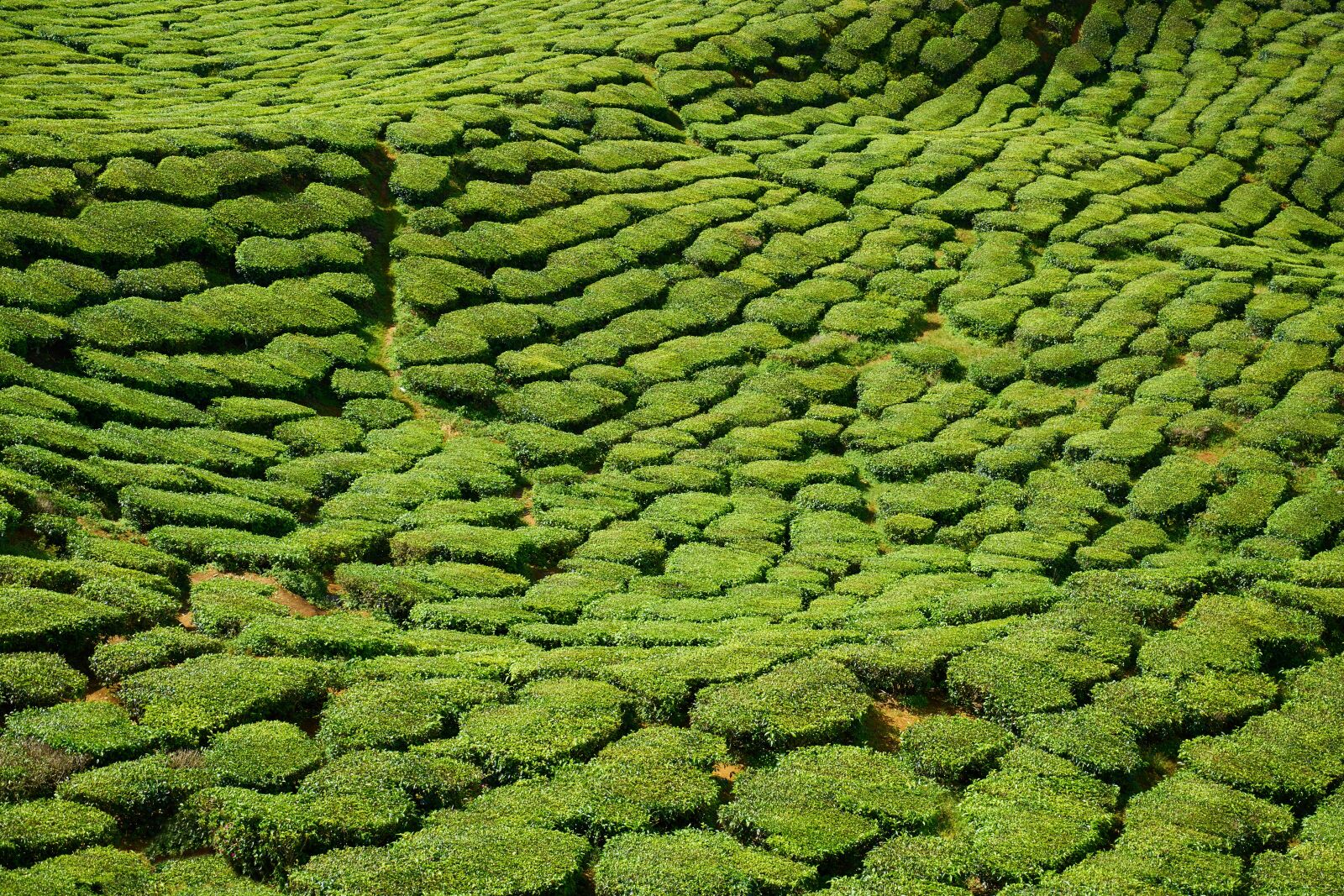 Sony a7R II sample photo. Tea, field, green photography