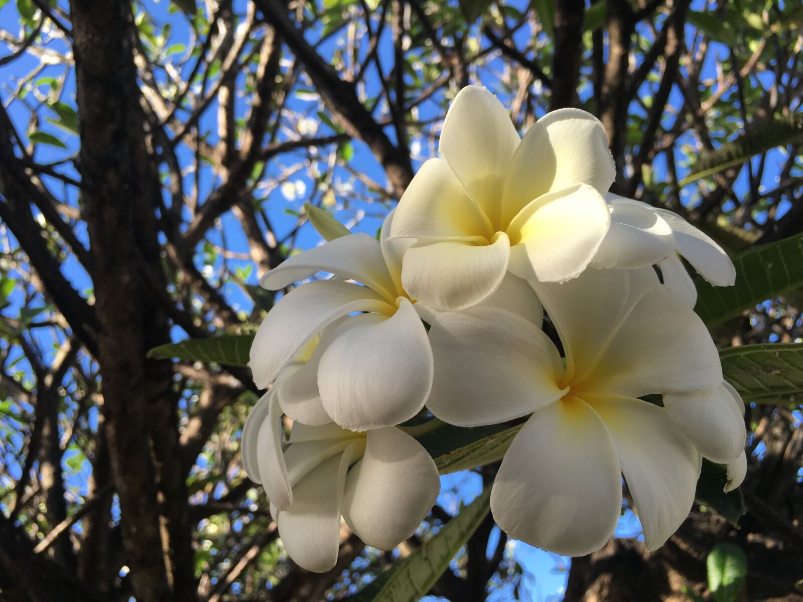 Apple iPhone 6s sample photo. Valentine flower, plumeria, flower photography