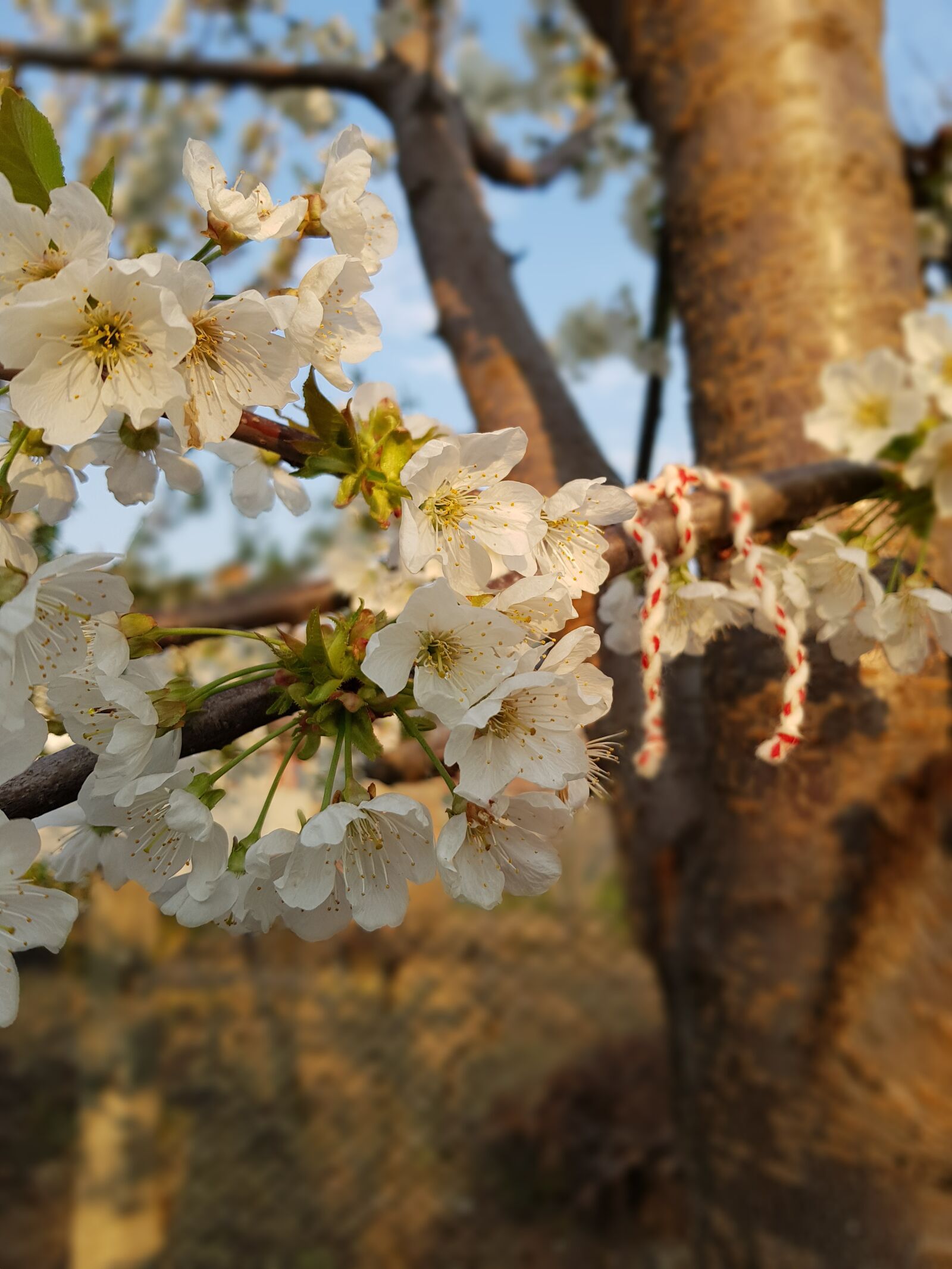 Samsung Galaxy S8 sample photo. Sunset, nature, tree photography