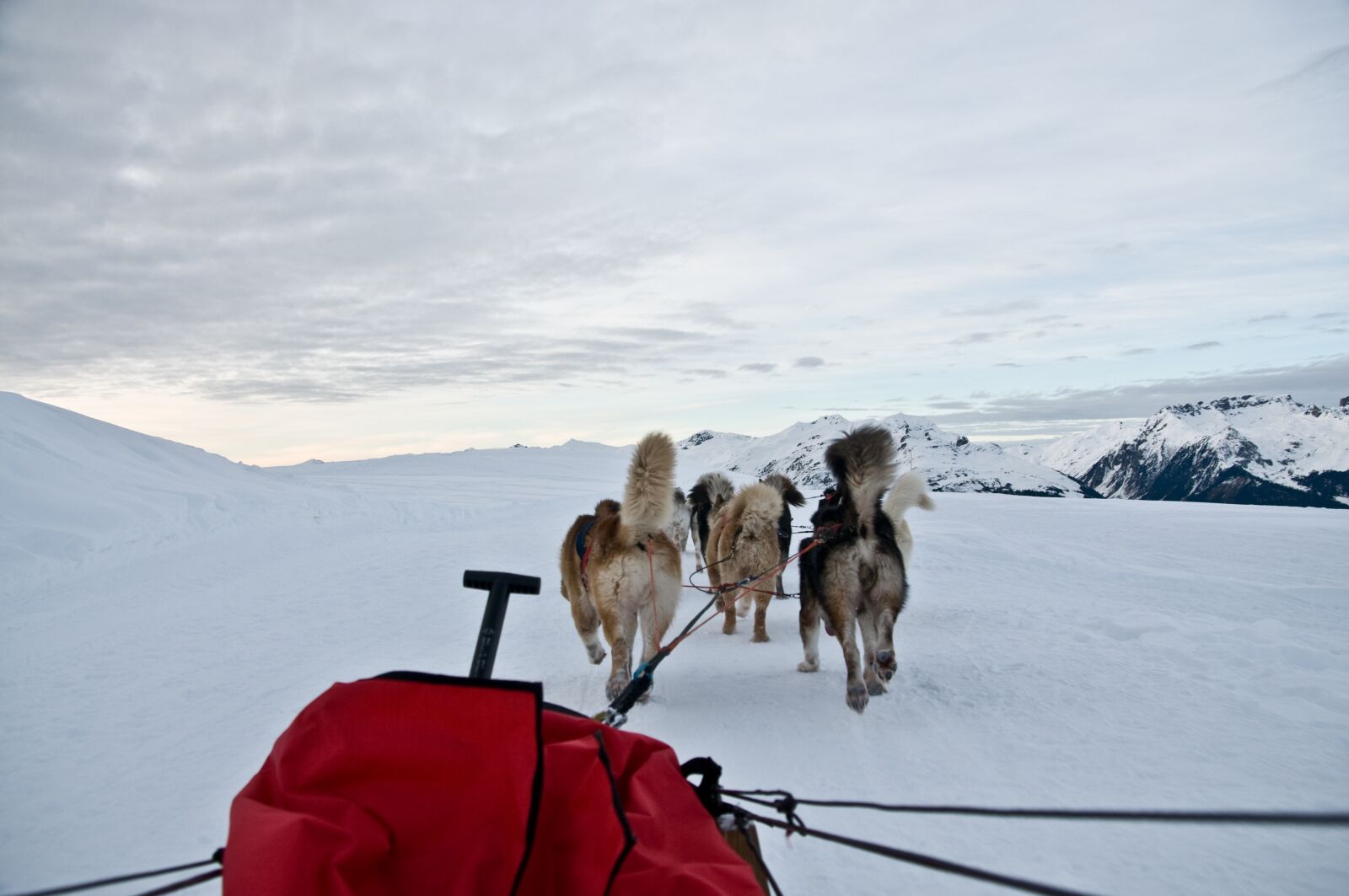 Nikon D300 sample photo. Dog, sled, snow photography
