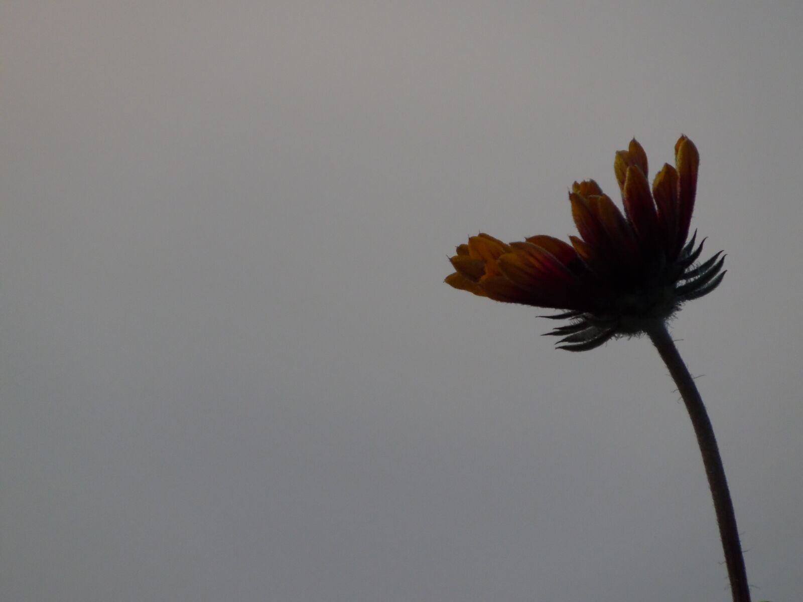 Samsung WB1100F/WB1101F/WB1102F sample photo