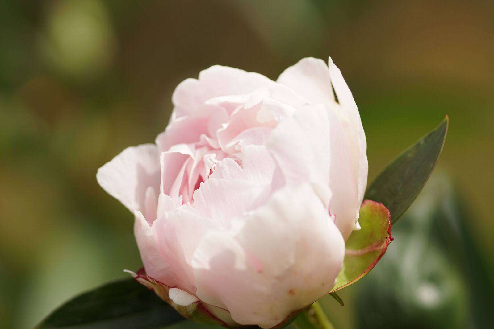 Sony SLT-A68 sample photo. Peony, pink, blossom photography