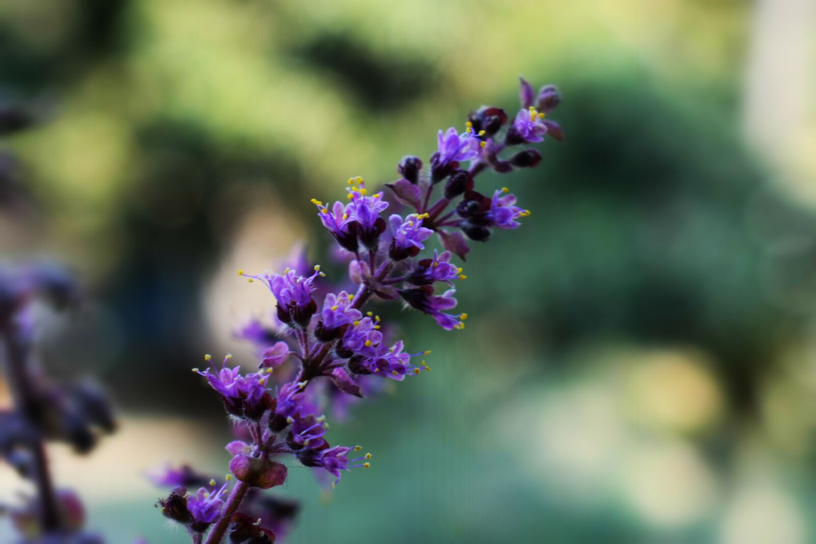 Nikon D3400 sample photo. Plant, nature, photography photography
