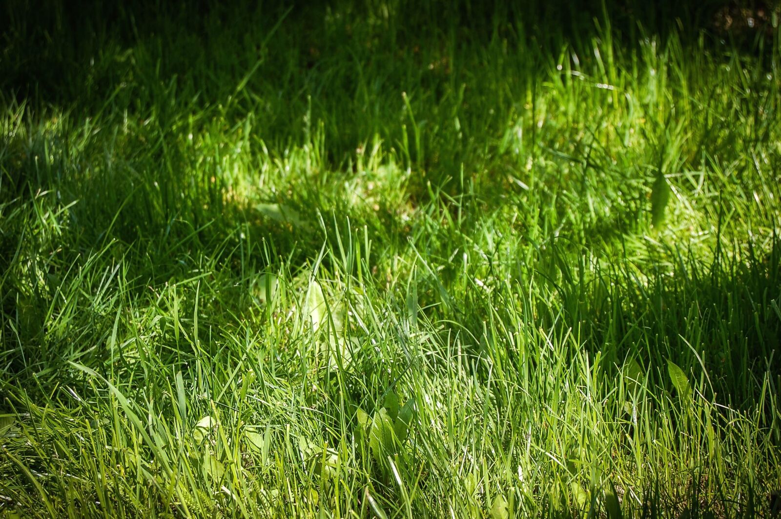 Nikon D40 sample photo. Grass, meadow, plant, growth photography