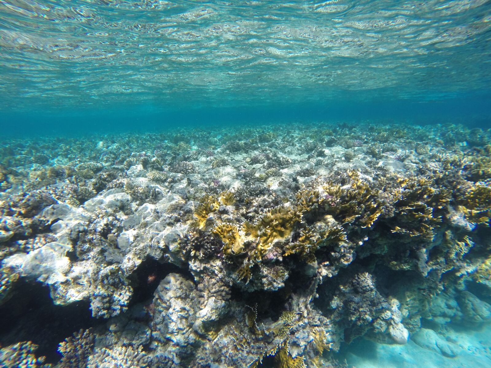 GoPro HERO3+ Black Edition sample photo. Water, coral, underwater photography