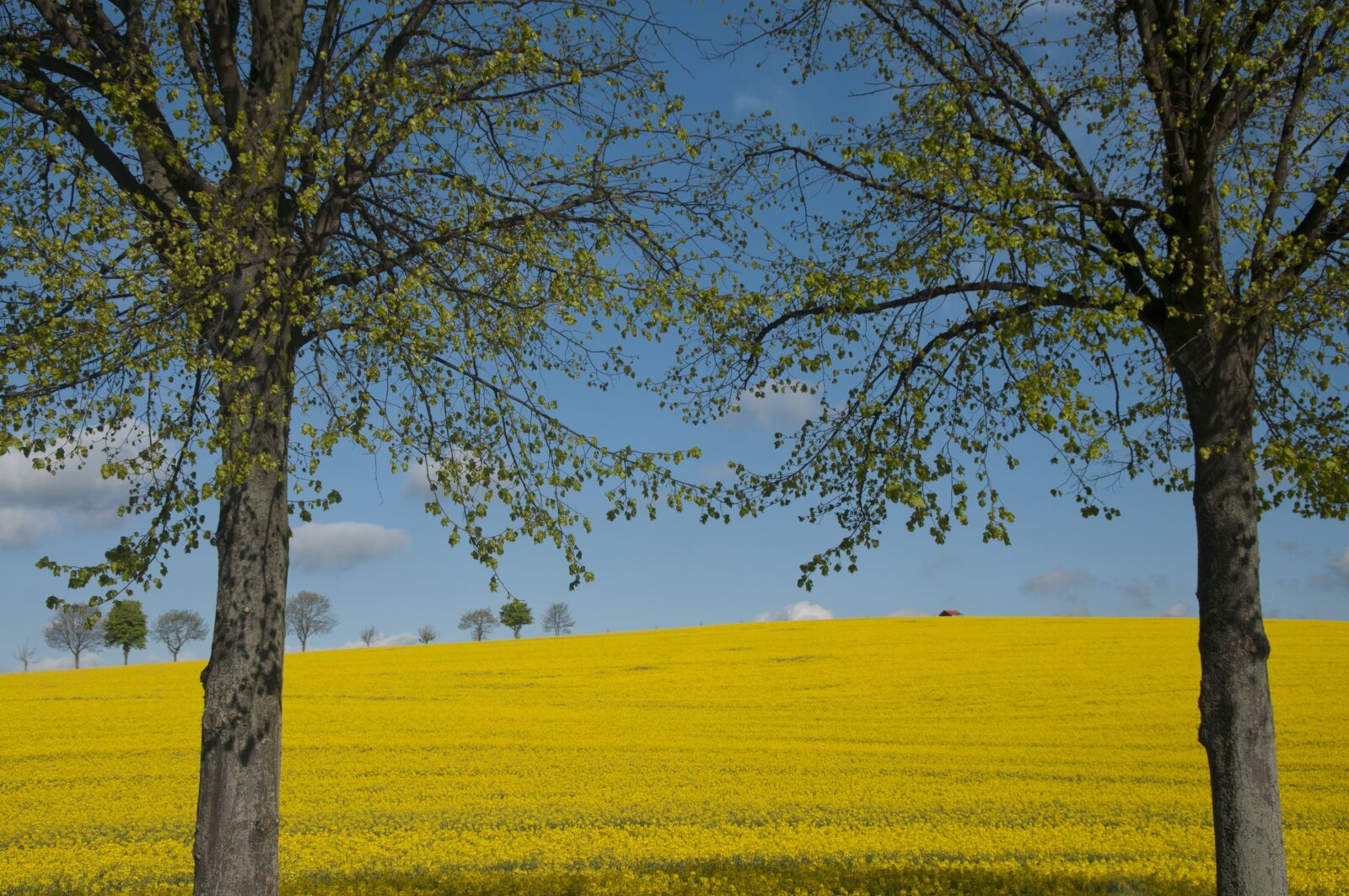 Nikon D300S sample photo. Oilseed rape, spring, yellow photography