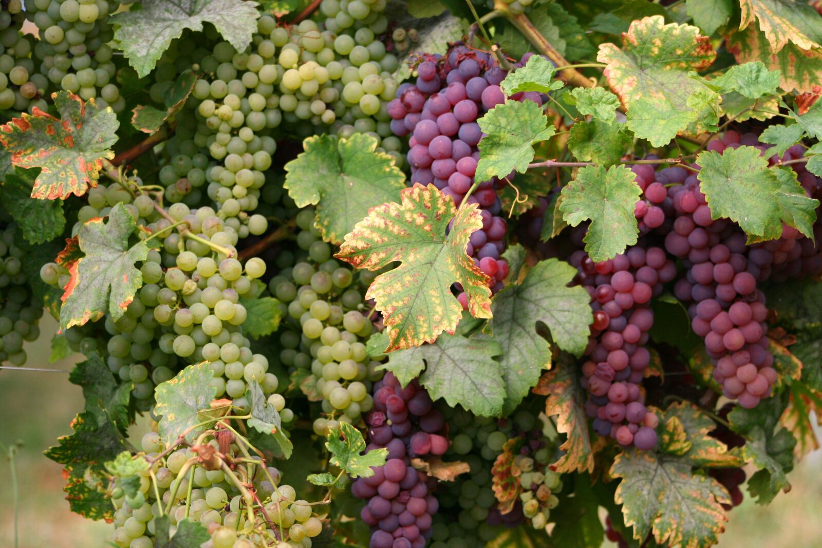 Canon EOS 400D (EOS Digital Rebel XTi / EOS Kiss Digital X) sample photo. Wine, vines, grapes photography