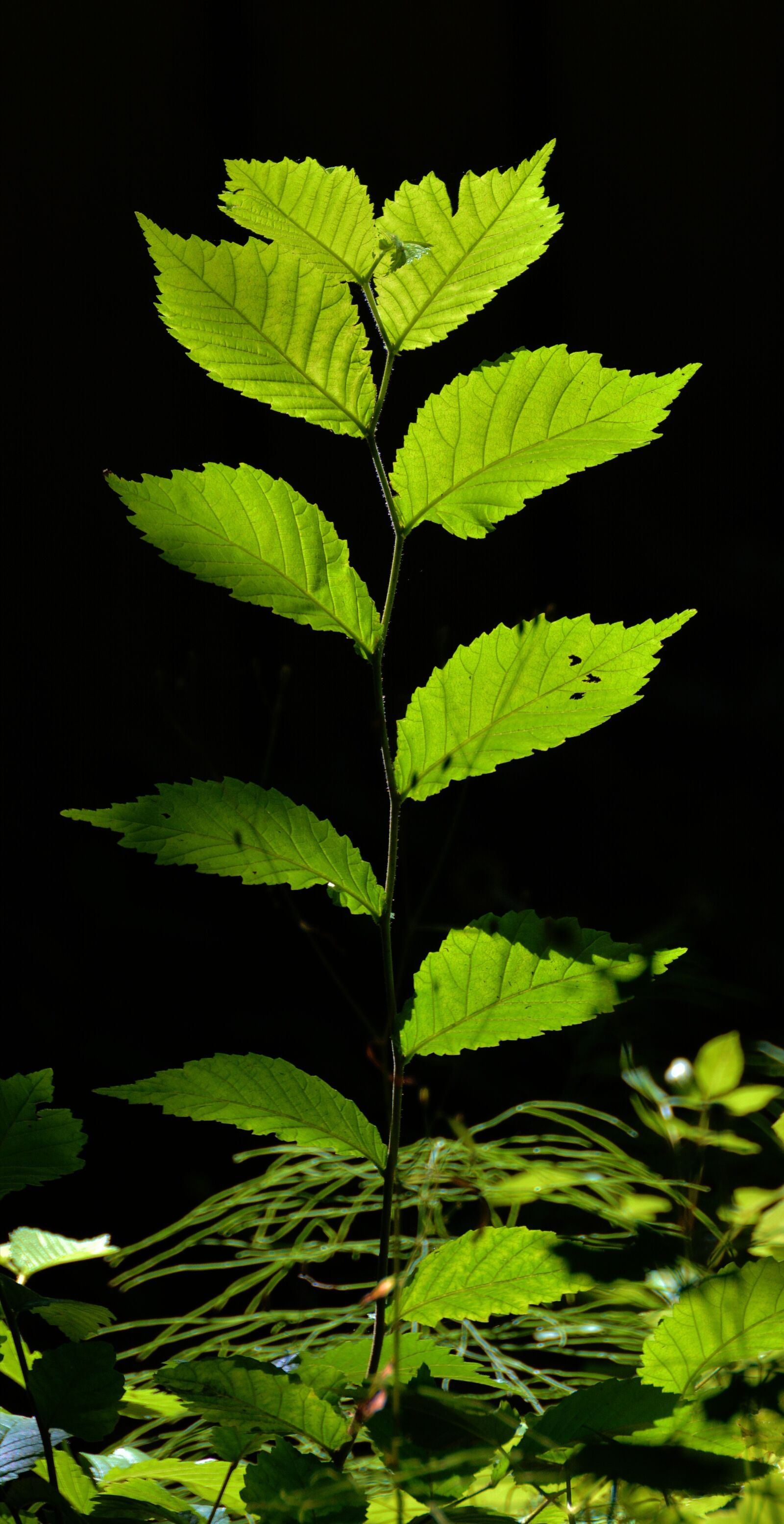 Nikon D5200 sample photo. Leaves, young drove, forest photography