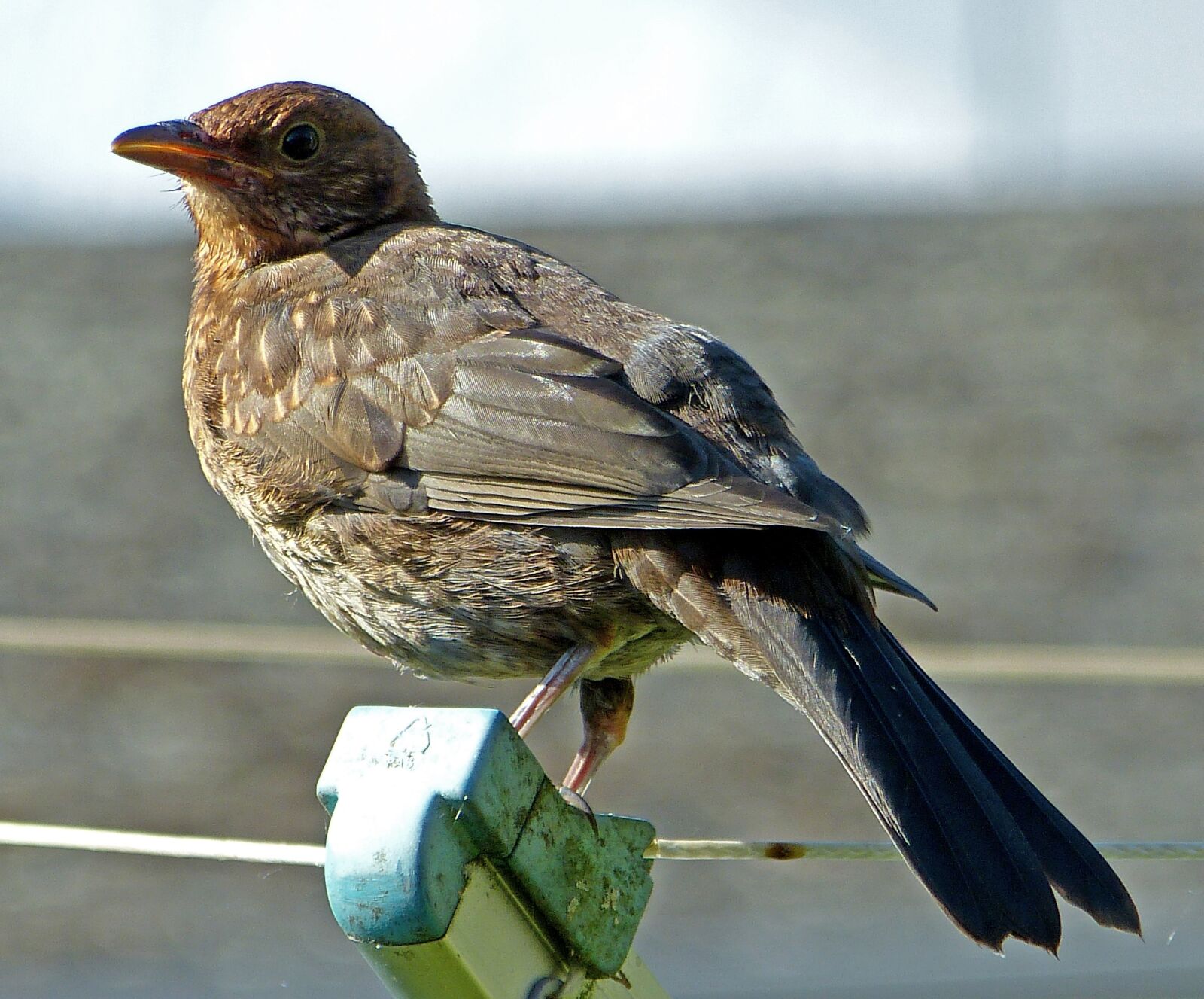 Panasonic Lumix DMC-FZ150 sample photo. Sparrow, sperling, bird photography