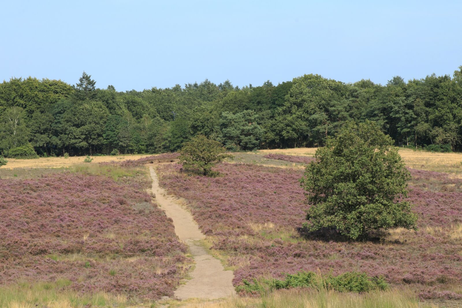 Canon EF-S 18-135mm F3.5-5.6 IS USM sample photo. Hei, heide, landscape photography