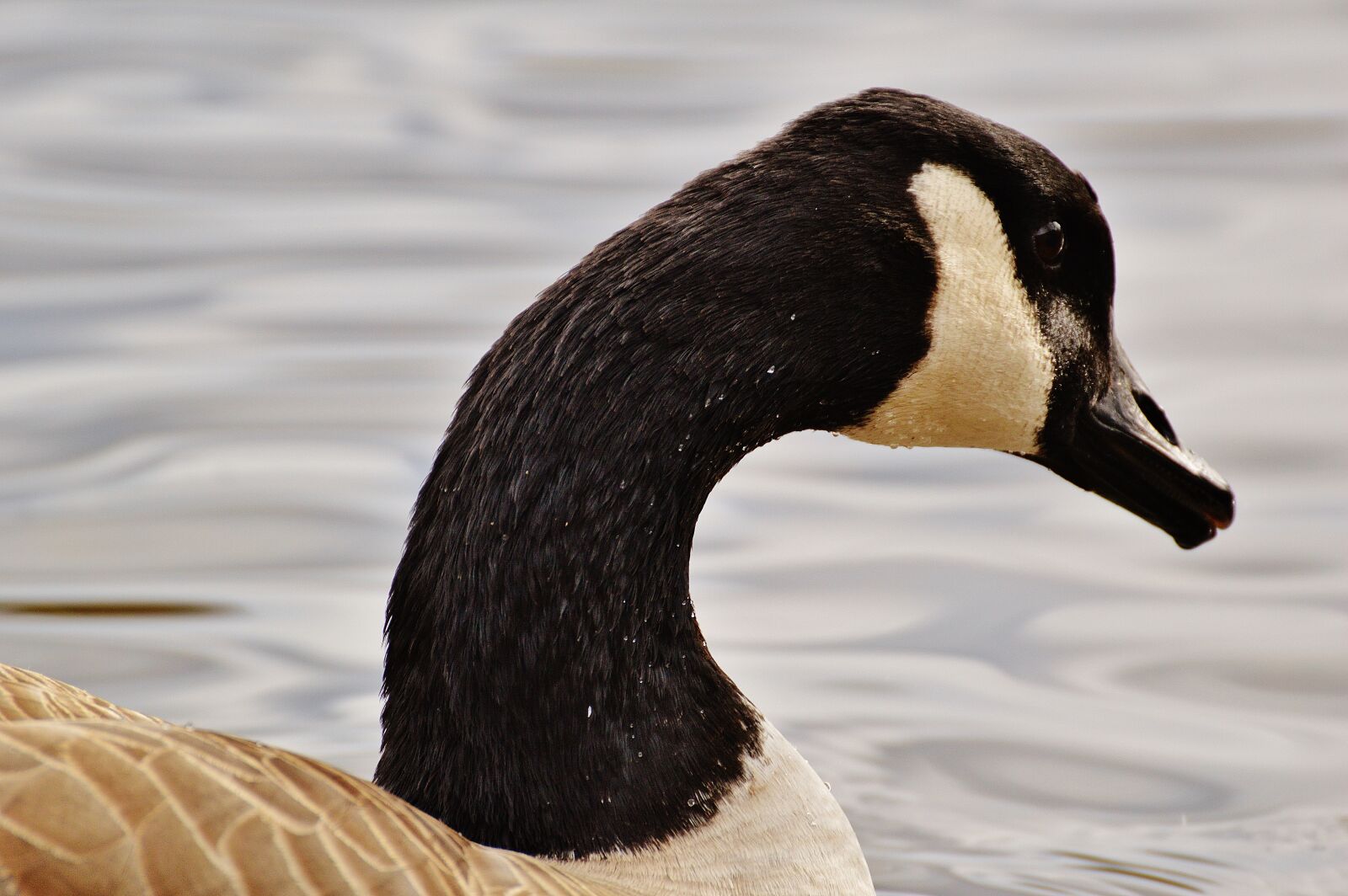 Nikon D3200 sample photo. Goose, poultry, animal photography