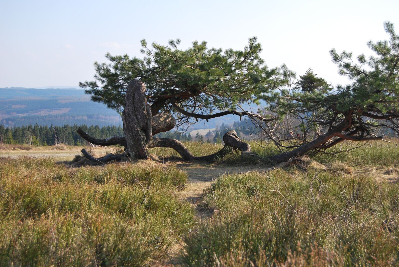 Nikon D60 sample photo. Kahler asten, nature, tree photography