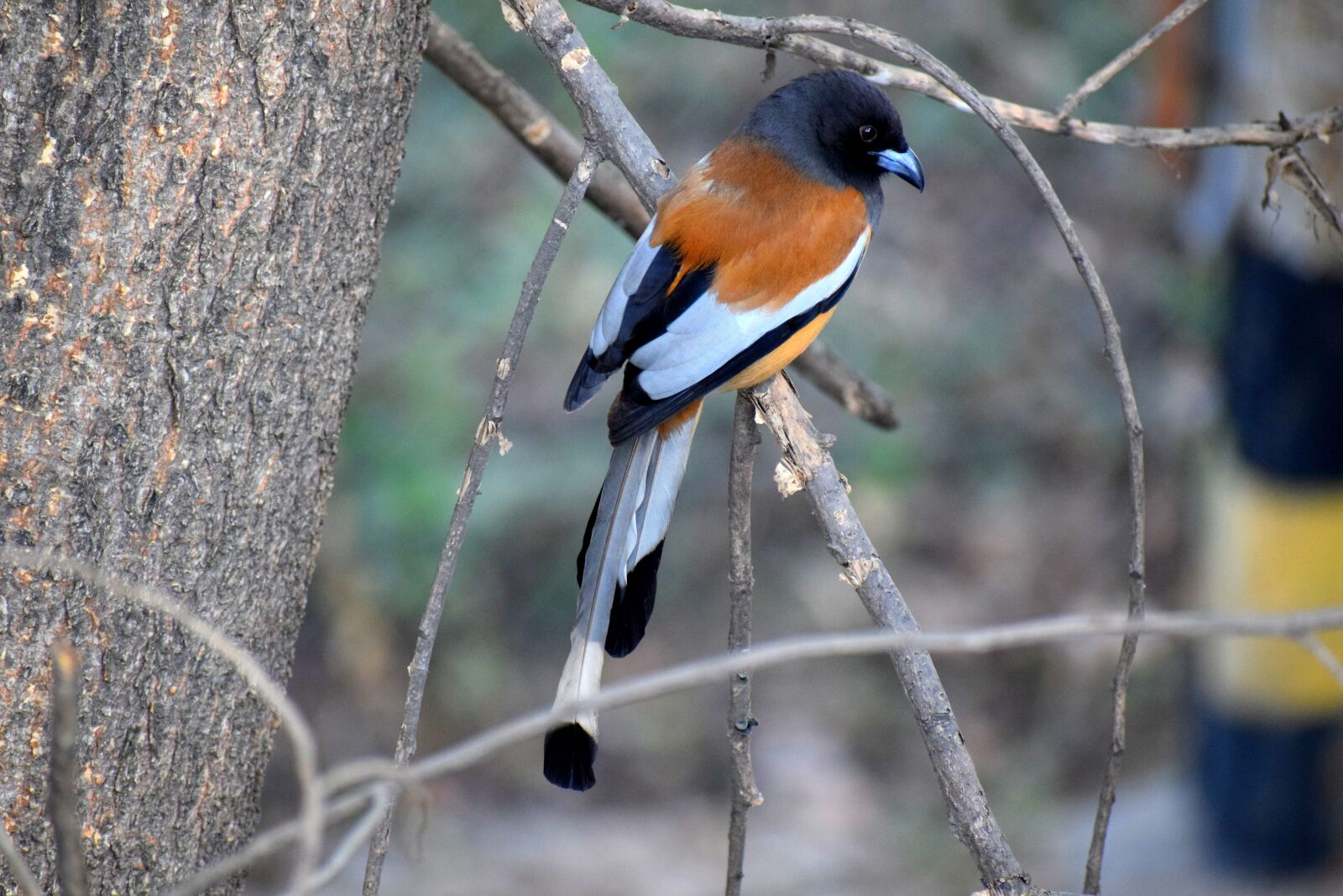 Nikon D3300 sample photo. Bird, colorful, nature photography