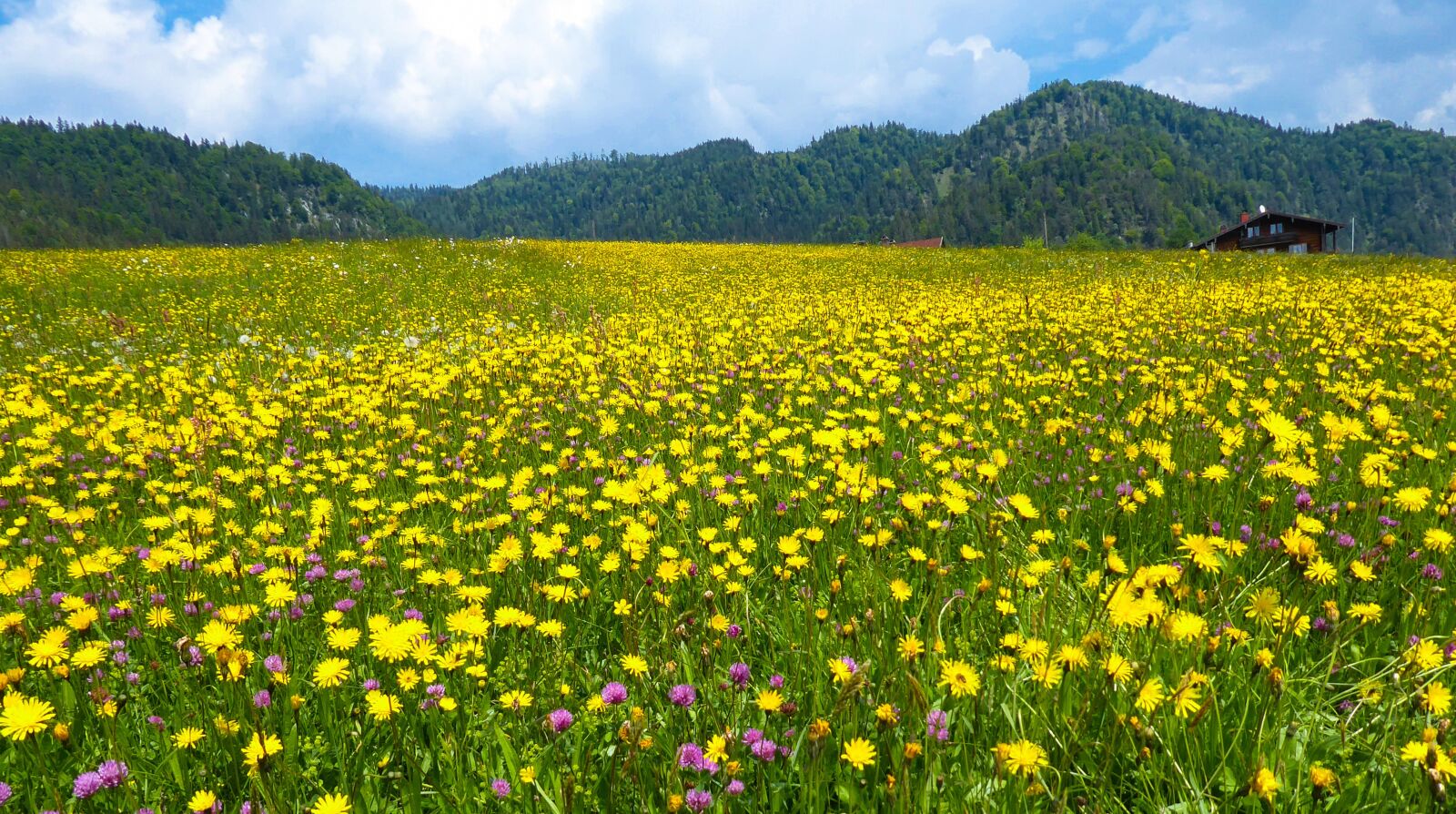 Panasonic DMC-TZ71 sample photo. Nature, spring, summer photography