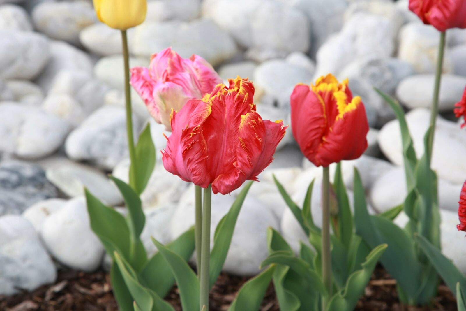 Canon EOS-1D Mark III sample photo. Tulips, spring, spring flowers photography