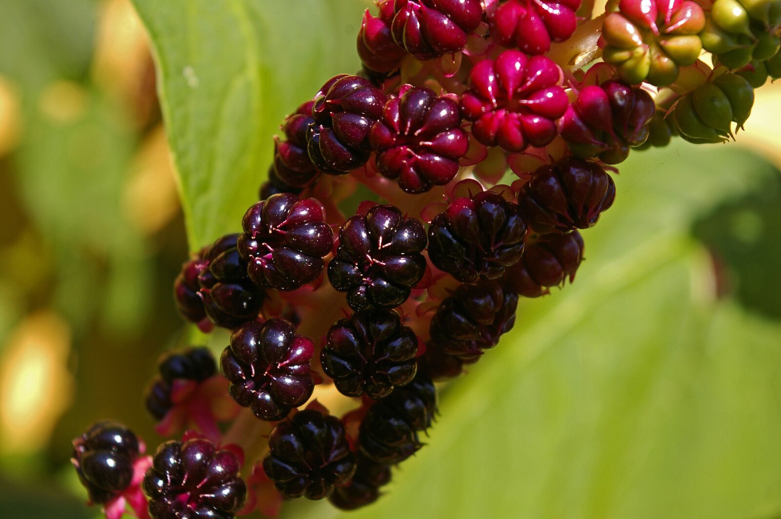Pentax *ist DL2 sample photo. Pokeweed, berries, garden photography