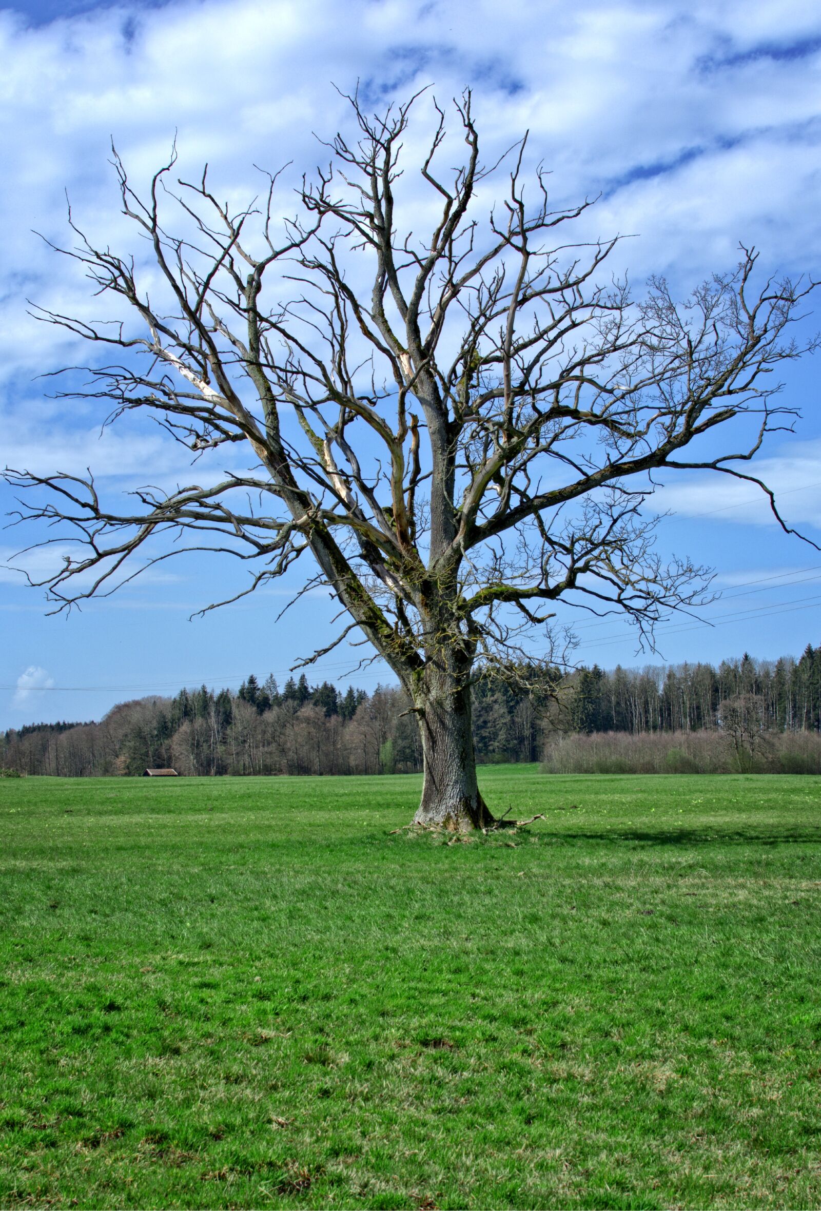 Nikon D7100 sample photo. Tree, kahl, aesthetic photography