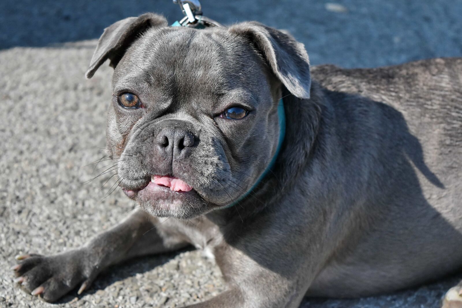 Nikon D5500 sample photo. Head, portrait, puppy, purebred photography