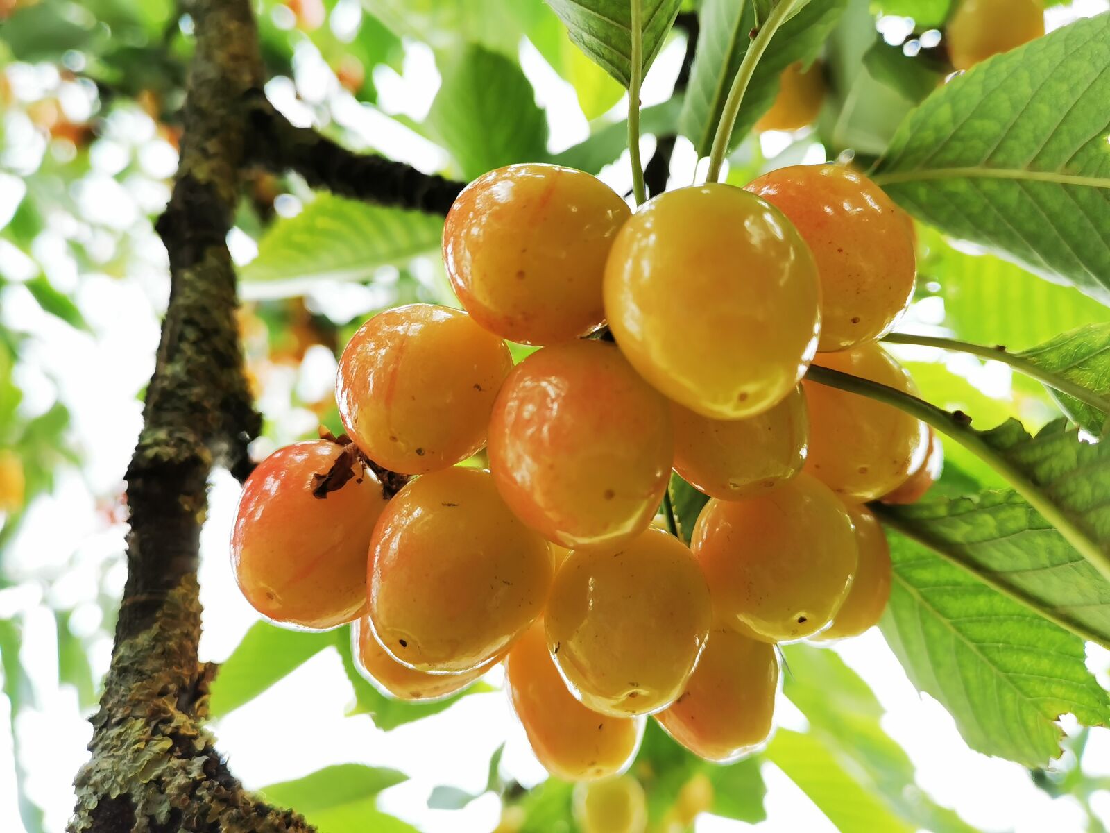HUAWEI P30 sample photo. Cherry, fruit, garden photography