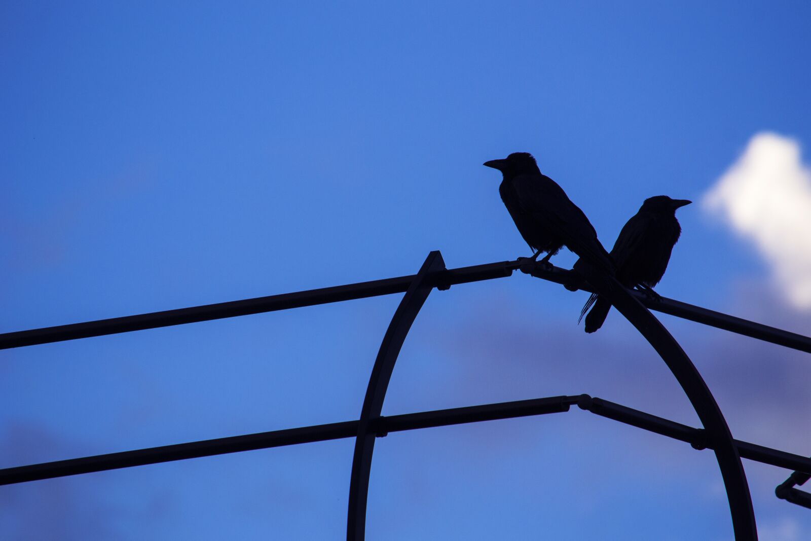 Nikon D3100 sample photo. Bird, sky, flying photography