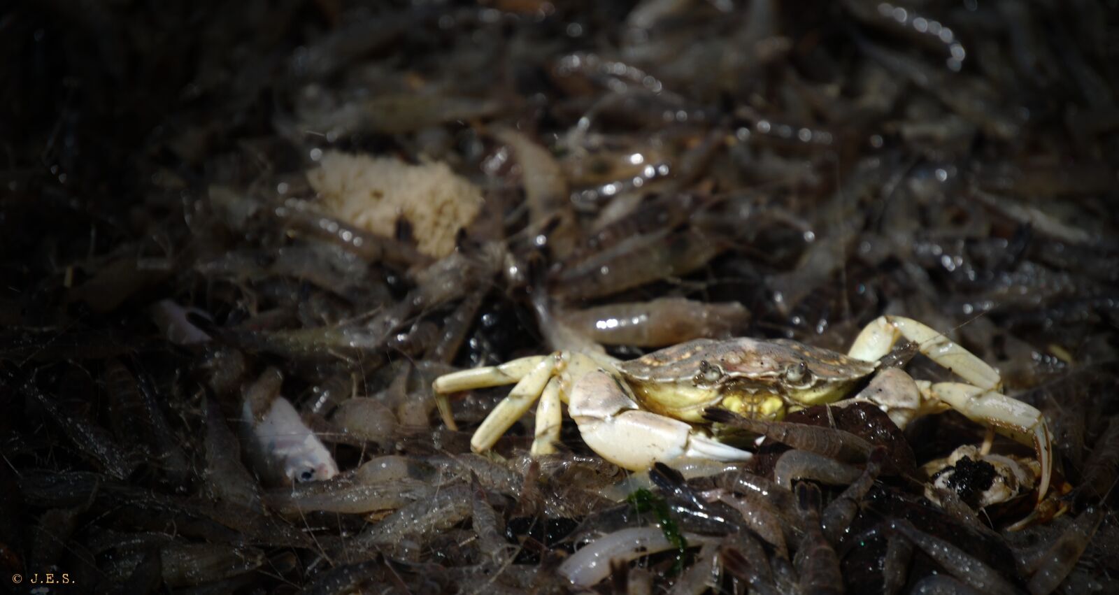 Nikon D60 sample photo. Crab, nature, sea photography