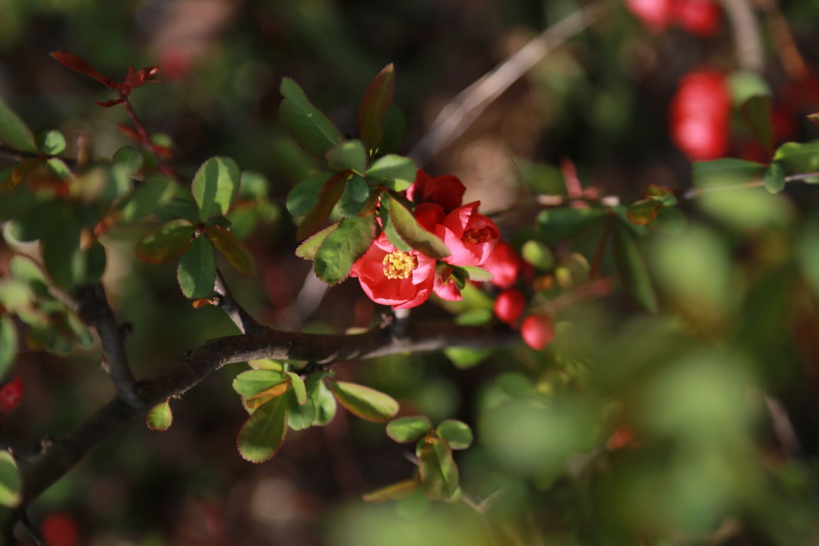 Canon EOS 6D + Canon EF 24-105mm F4L IS USM sample photo. People tree, flowers, the photography