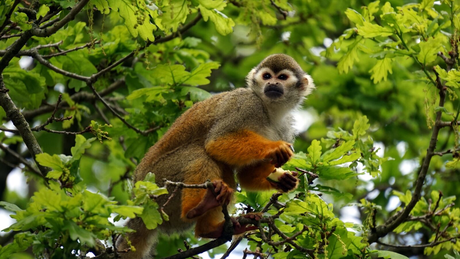 Sony MODEL-NAME sample photo. Monkey, tree, nature photography