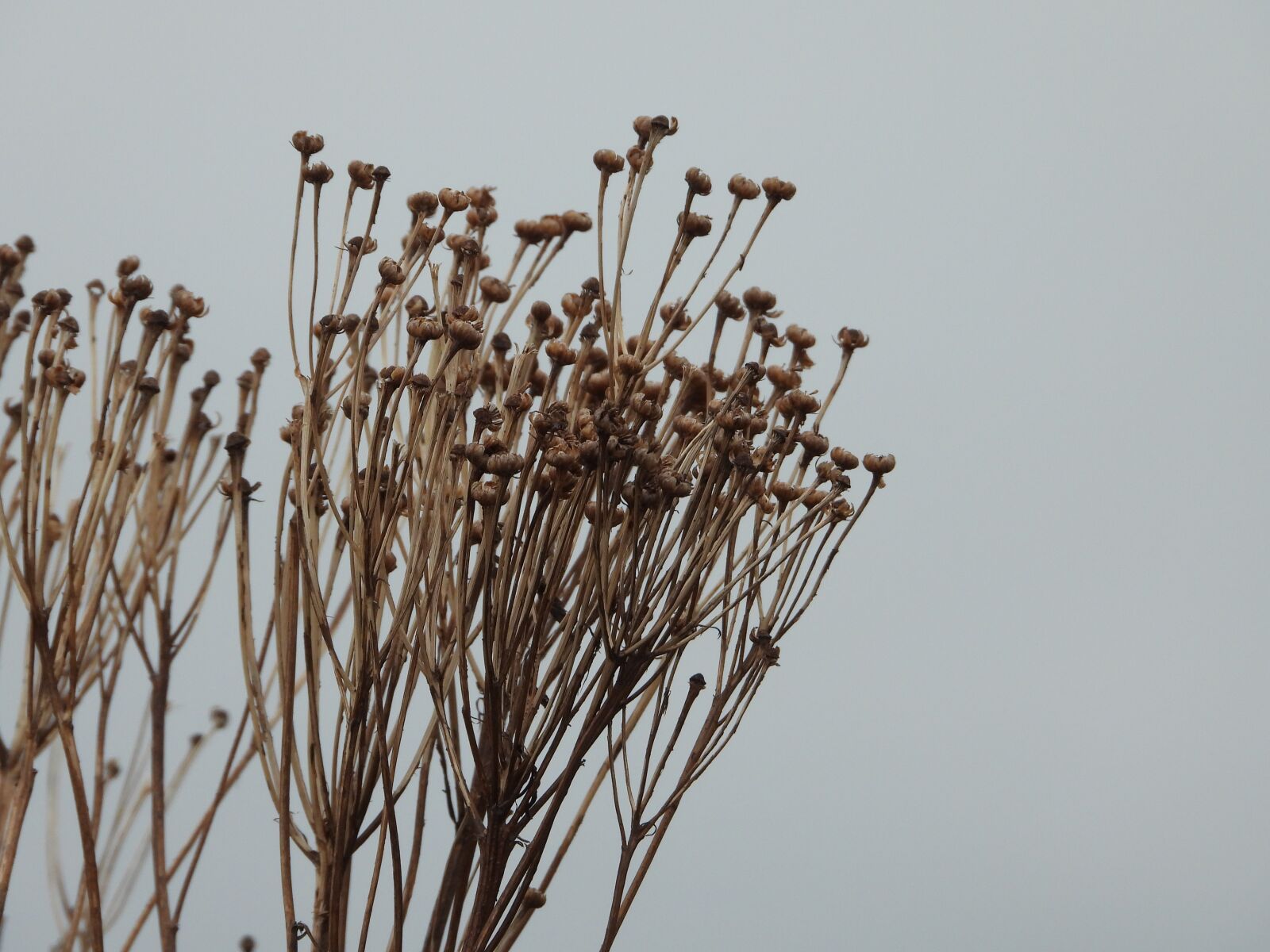 Nikon Coolpix P1000 sample photo. Dry plant, winter, gray photography