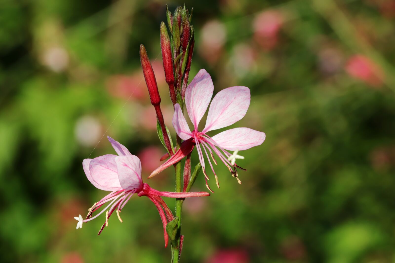 Canon EOS 6D Mark II sample photo. Autumn, flowers, plants photography