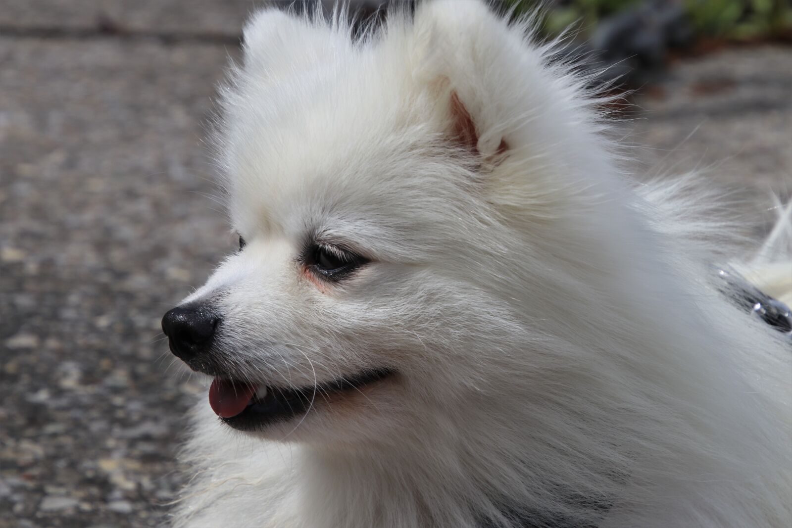 Canon EOS 80D sample photo. Sweet, breed, white dog photography