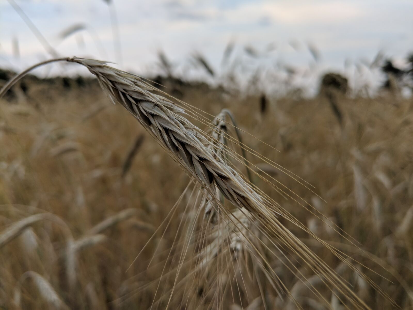 Google Pixel 2 XL sample photo. Corn, kłos, field photography