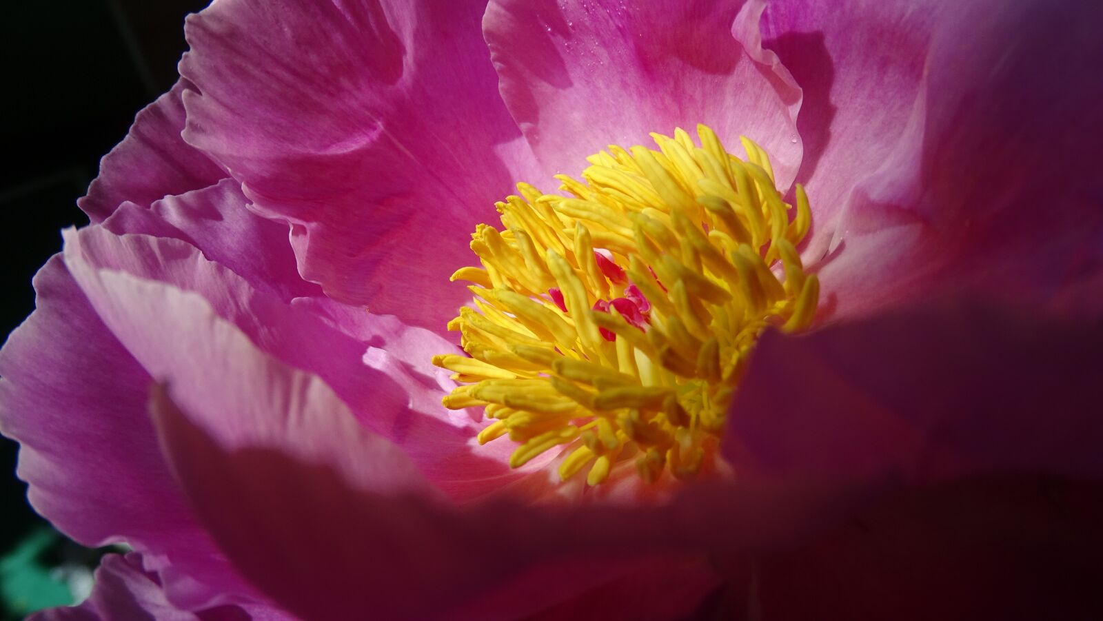 Sony Cyber-shot DSC-HX400V sample photo. Nature, flower, pink photography