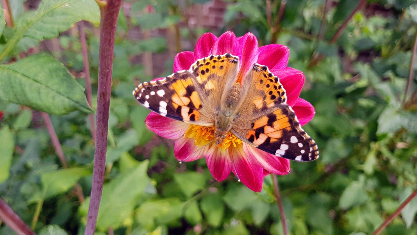 Samsung Galaxy S7 Edge sample photo. Flower, butterfly, bug photography