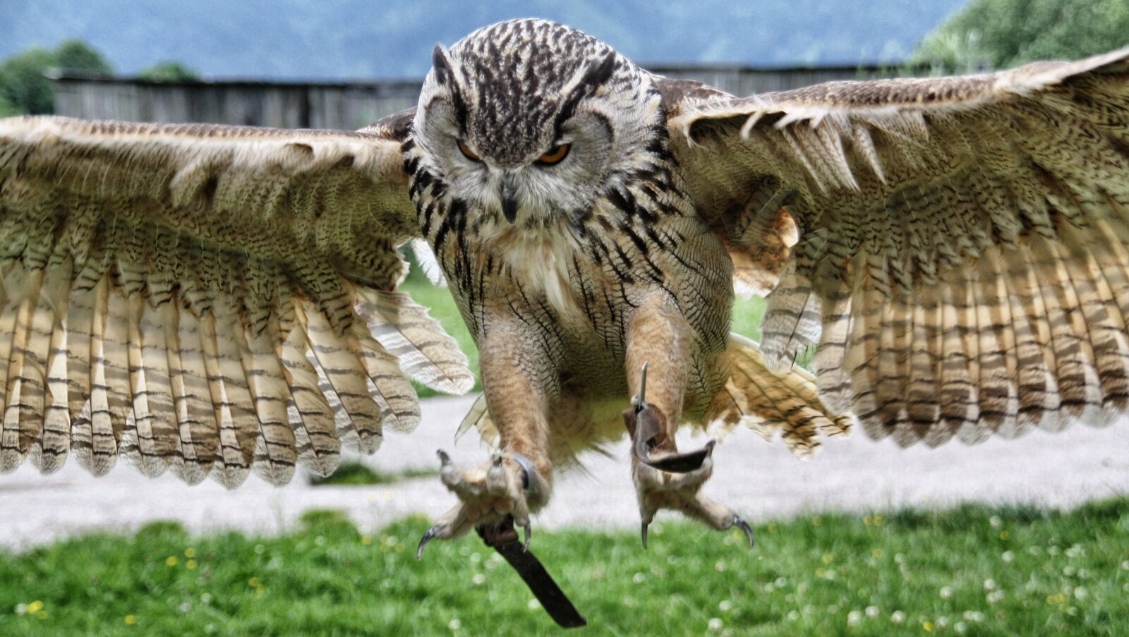 Canon EOS 450D (EOS Rebel XSi / EOS Kiss X2) sample photo. Nature, eagle owl, raptor photography