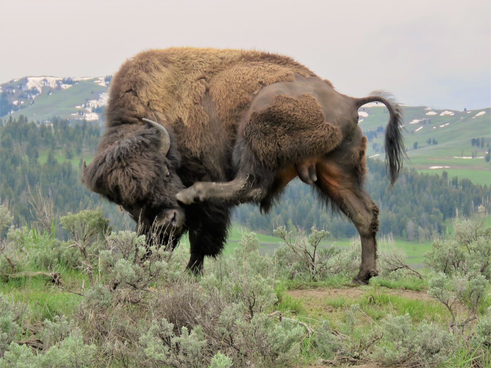Canon PowerShot SX60 HS sample photo. American bison, buffalo, wyoming photography