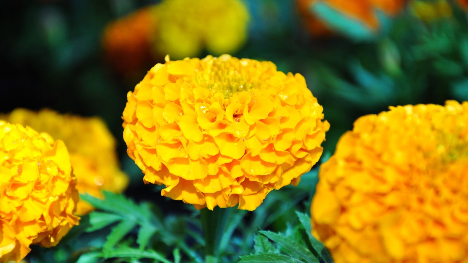 Nikon D90 sample photo. Yellow flower, spring, garden photography