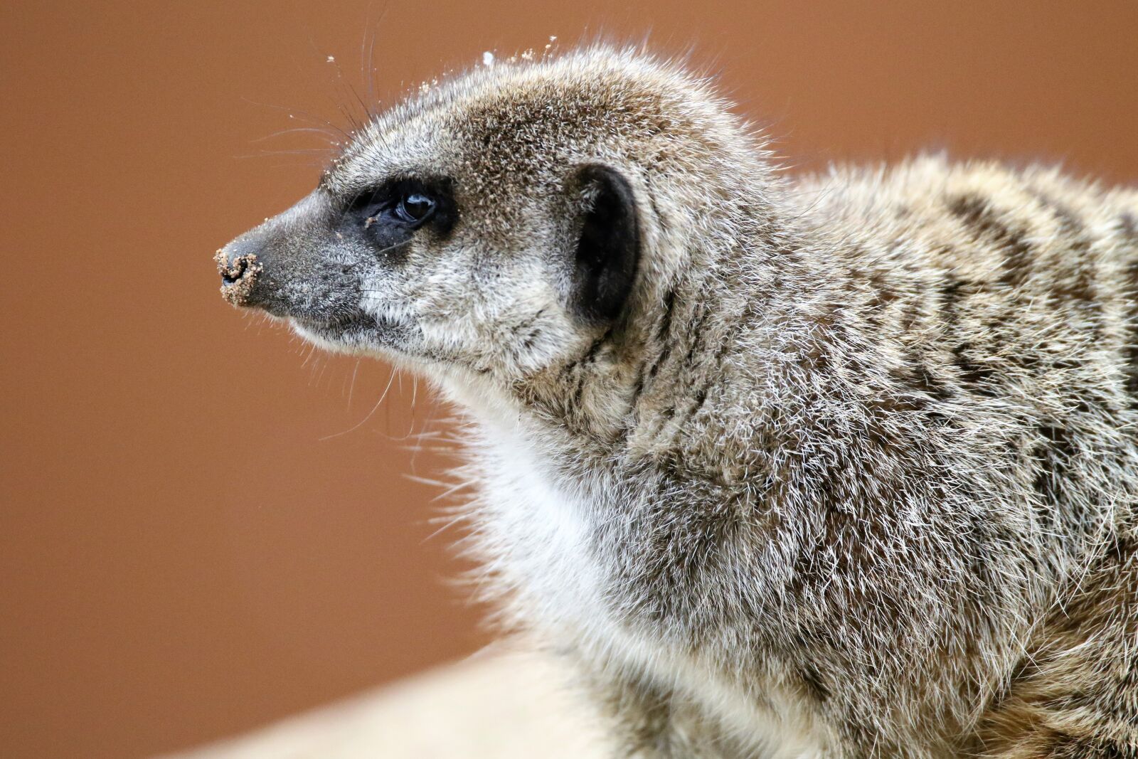 Canon EOS 7D Mark II sample photo. Meerkat, small, mongoose photography