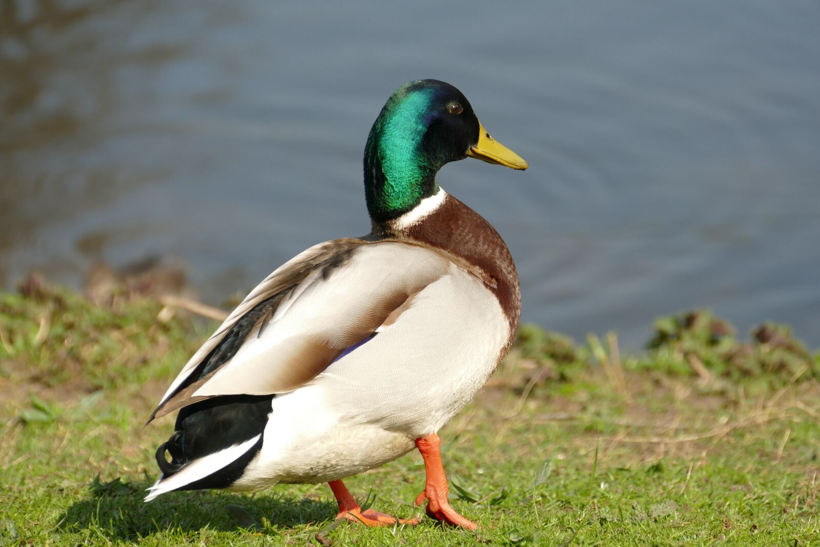 Panasonic Lumix DMC-FZ1000 sample photo. Duck, mallard, drake photography