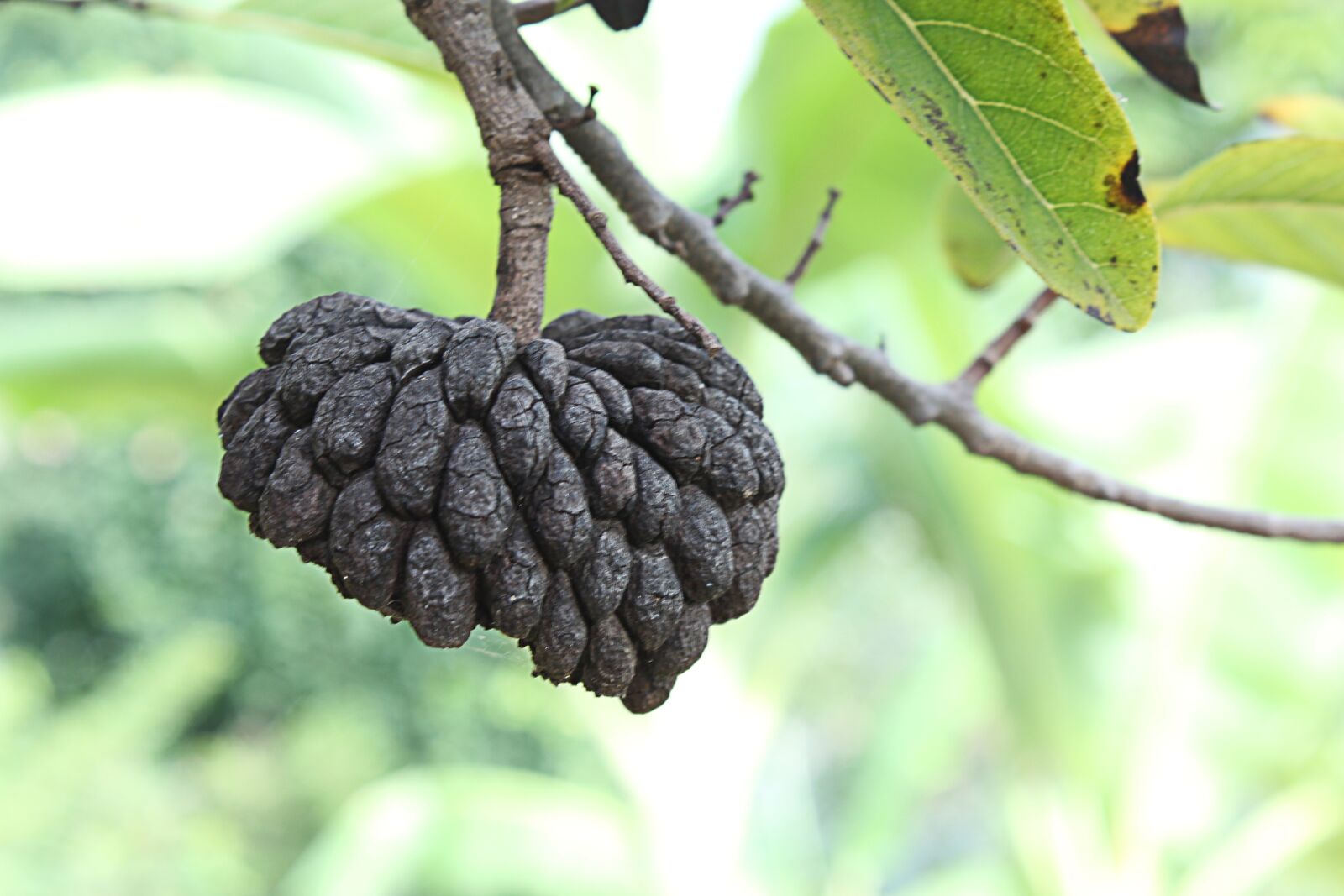 Canon EOS 600D (Rebel EOS T3i / EOS Kiss X5) sample photo. Nature, fruit, old fruit photography
