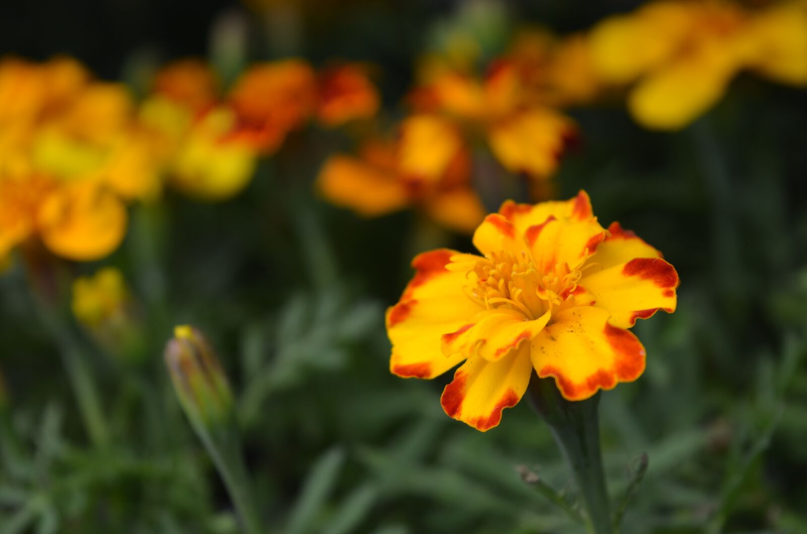Nikon D7000 sample photo. Plant, flower, floral photography