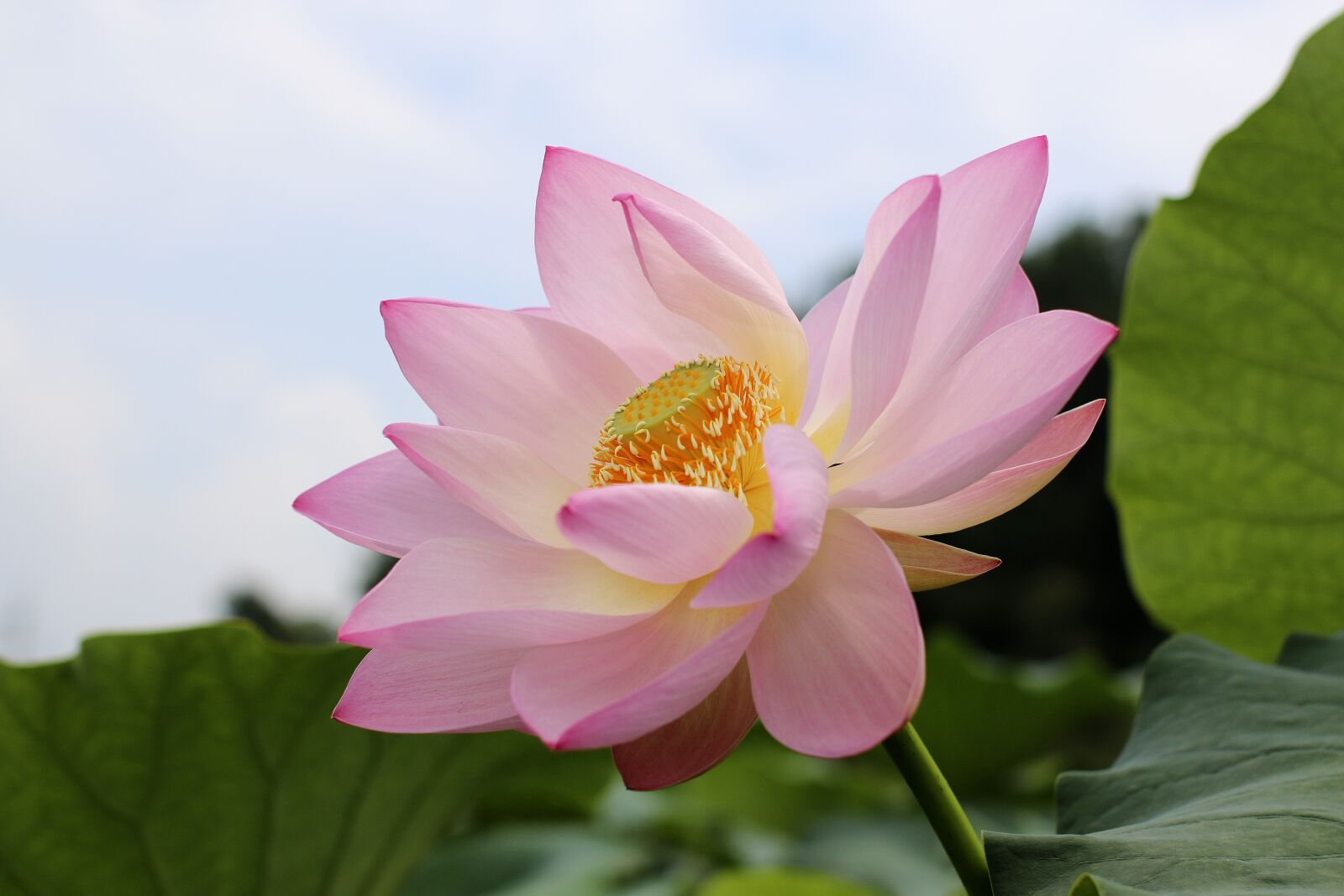 Canon EOS 70D sample photo. Lotus flowers, beauty, the photography