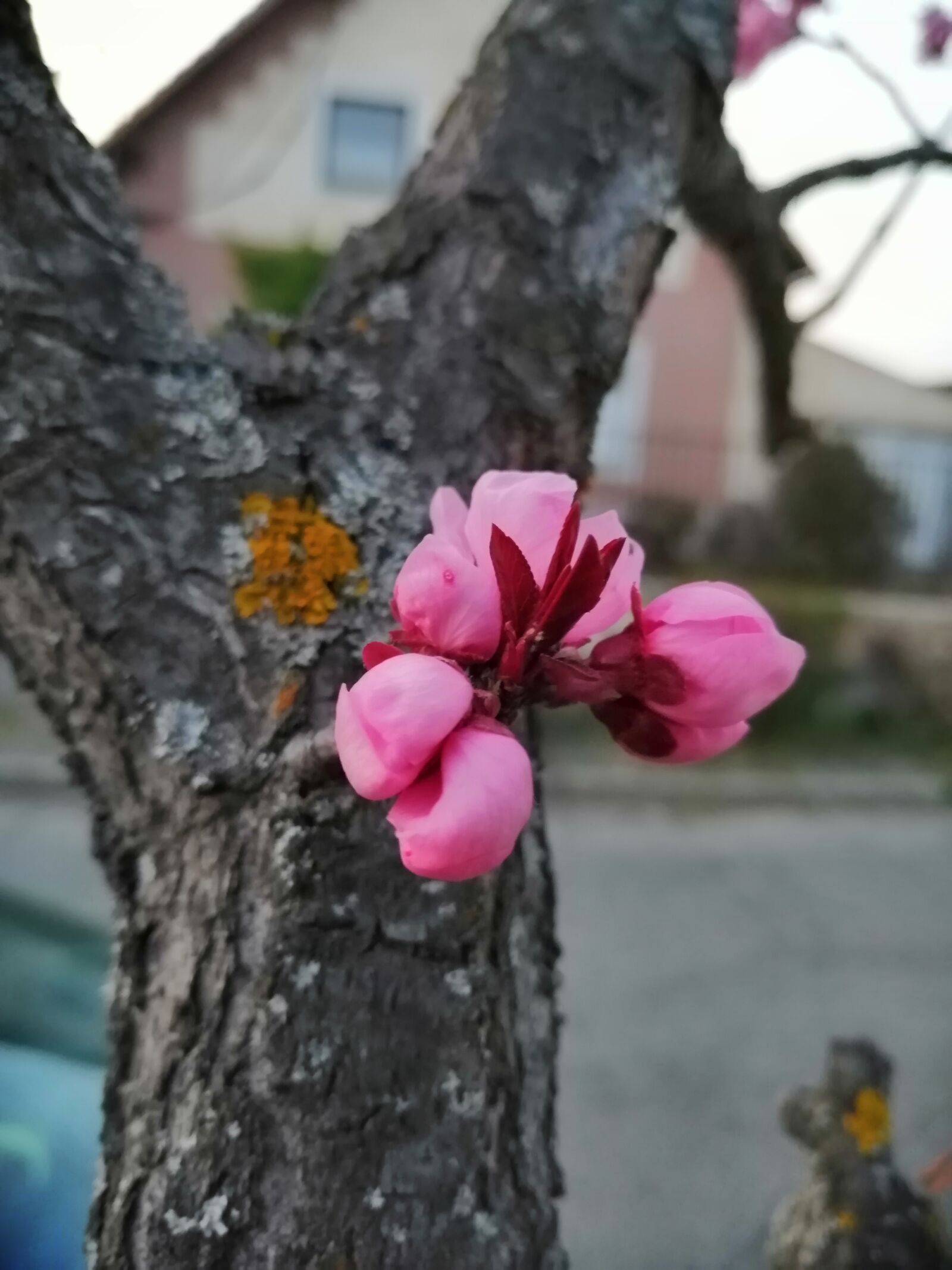 HUAWEI SNE-LX1 sample photo. Cherryblooms, cherry, spring photography