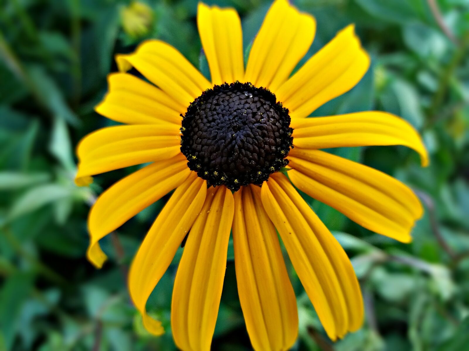 Samsung Galaxy J5 sample photo. Flower, yellow, plant photography