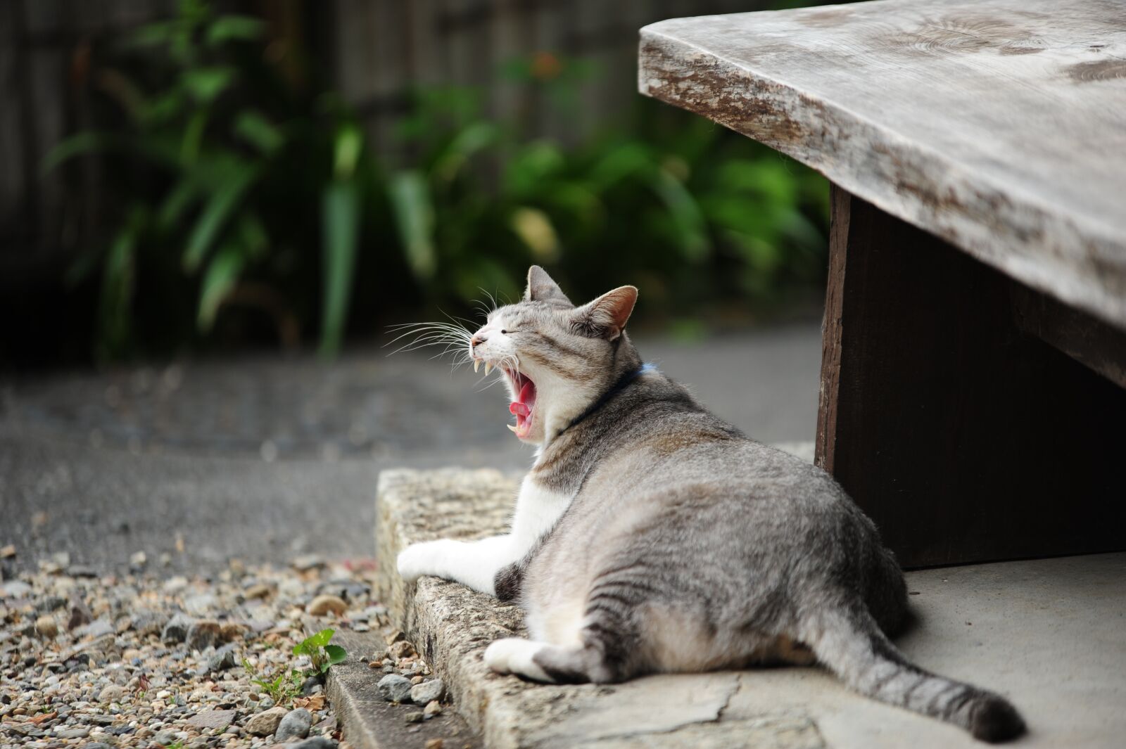 Nikon D700 sample photo. Cat, yawn, autumn photography