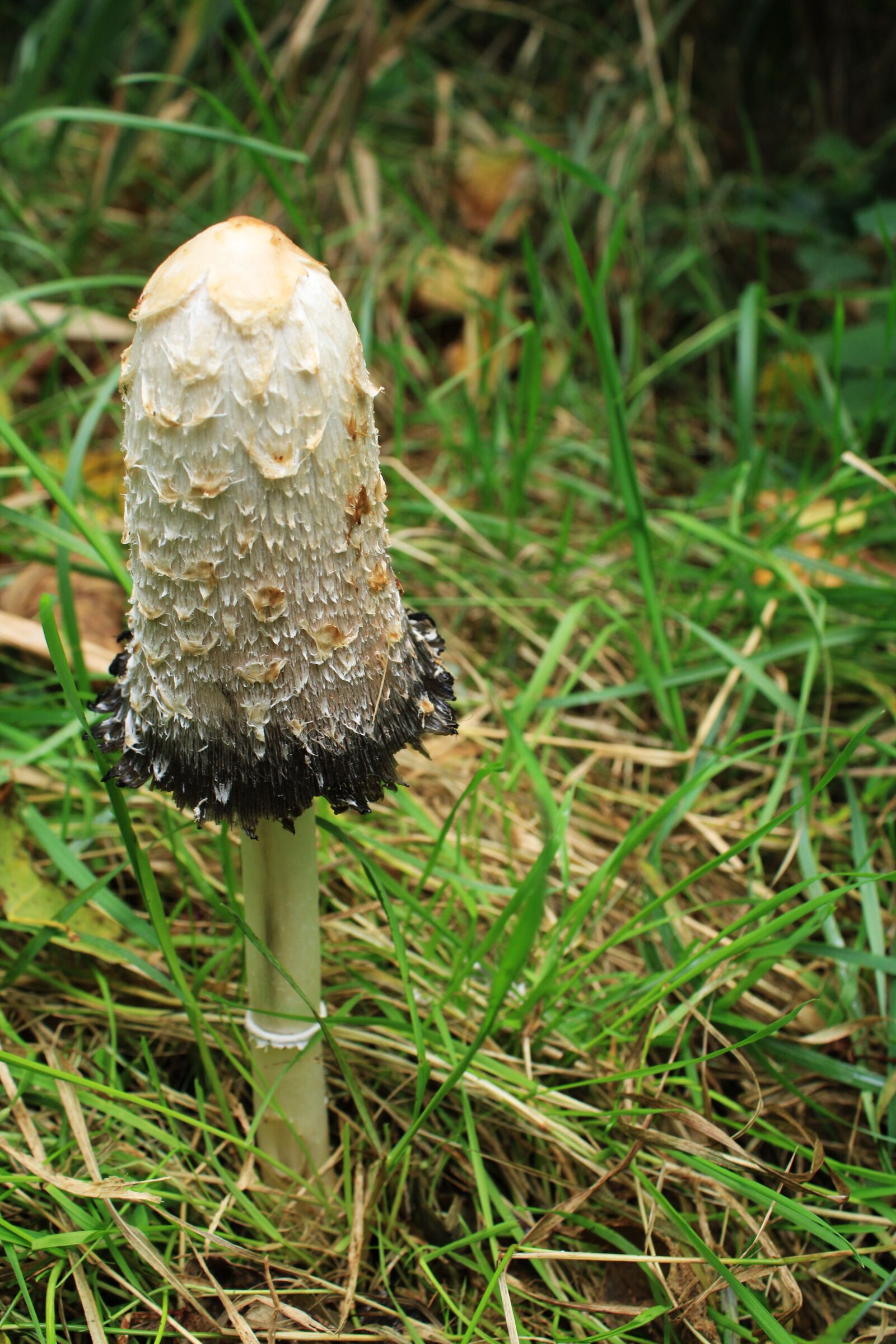 Canon EOS 2000D (EOS Rebel T7 / EOS Kiss X90 / EOS 1500D) sample photo. White mushroom schopf, autumn photography