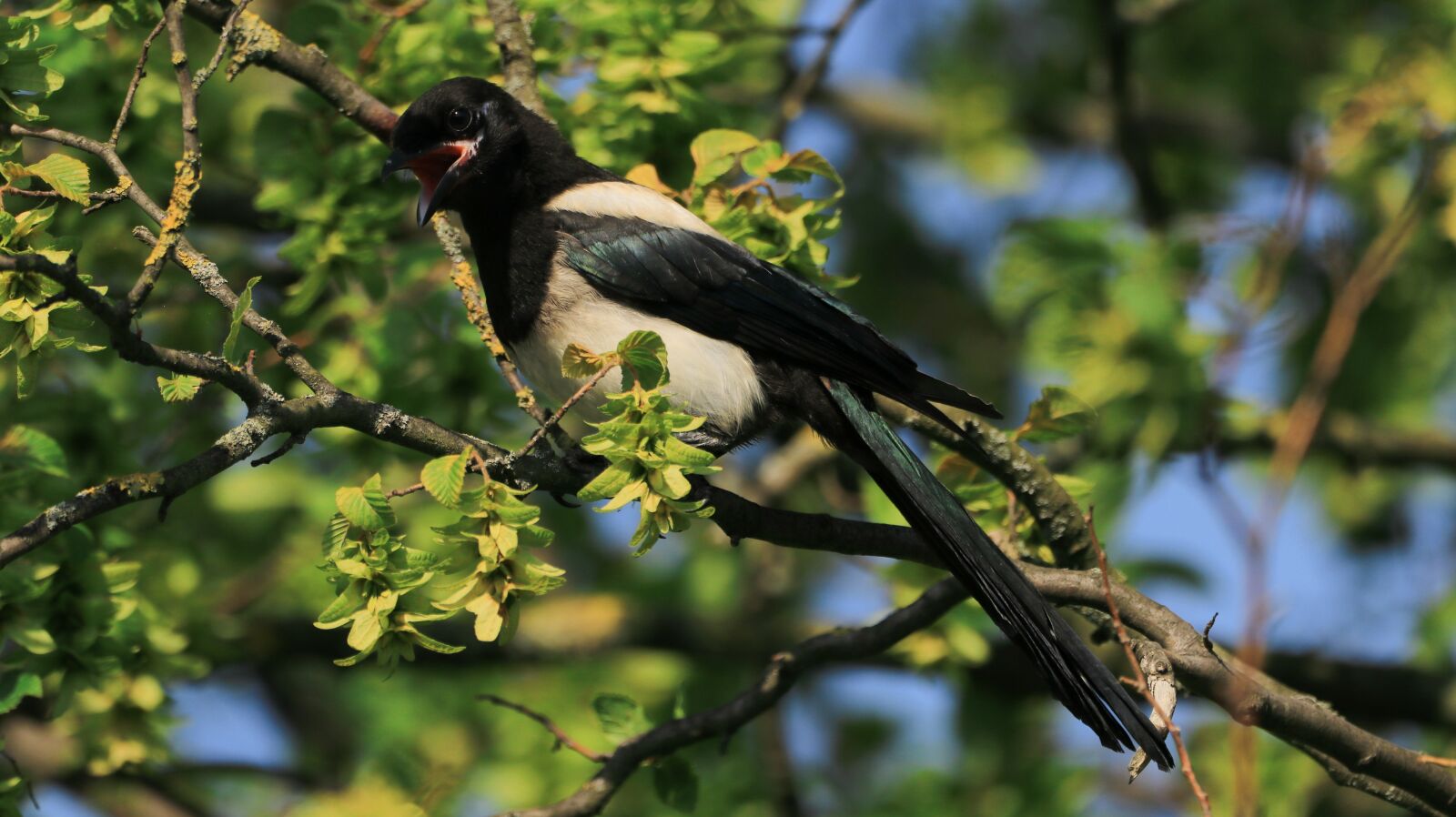 150-600mm F5-6.3 DG OS HSM | Contemporary 015 sample photo. Elster, tree, bird photography