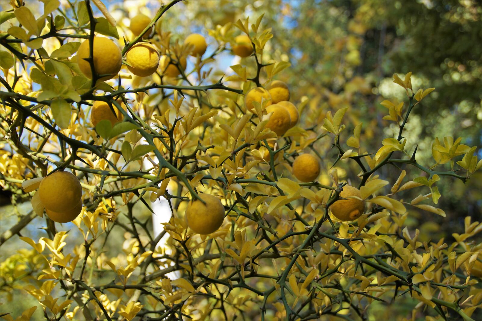 Sony SLT-A58 sample photo. Lemon tree, citrusovn k photography